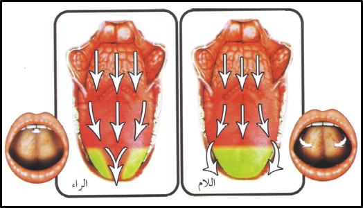 ويكون المخرجُ عند أداءِ حرف (اللام) مغلقًا؛ مما يُجبِر الصوتَ على الانحرافِ، والخروجِ من جانبَيِ اللسان. أما عند (الراء): فإن المخرجَ كذلك يكون مغلقًا، باستثناءِ فُرْجةٍ يسيرة بين منتصف اللسان واللِّثَة؛ مما يُجبِر الصوتَ على الانحرافِ، والخروجِ من المَمَرِّ الضيِّق في المنتصف.