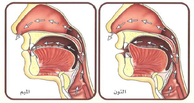 تركيبُ حرفَيِ (النُّون) و(الميم): قائمٌ على جزئينِ أو صوتين: صوتٍ فمويٍّ يخرُجُ من الفم، وصوتٍ خَيْشوميٍّ يخرُجُ من الخَيْشوم؛ وهو ما يُسمَّى بالغُنَّة.