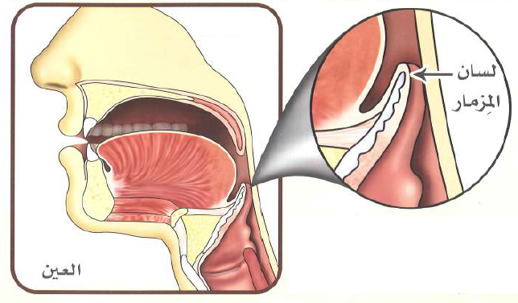فكما تعلَّمْنا، فإن مخرجَ (العين) هو لسانُ المِزْمار، والصحيحُ في أدائه هو أن تكونَ الفُتْحةُ عند لسانِ المِزْمارِ يسيرةً: لا أن تكونَ واسعةً بحيث لا يتضحُ صوتُ (العين)، ويُصبِحُ حرفًا متصفًا بالرَّخاوةِ بدلًا من البَيْنيَّة. ولا أن تنغلقَ خلال النُّطق بـ (العين) فيُصبِحَ (العينُ) حرفًا شديدًا.