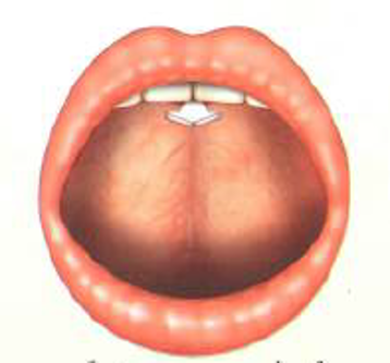 أما حرفُ (الرَّاءِ)، فإنَّ المخرجَ يكون مغلقًا، باستثناءِ فُرْجةٍ يسيرةٍ بين منتصفِ اللسانِ واللِّثَةِ؛ كما ذكَرْنا في صفةِ الانحراف.