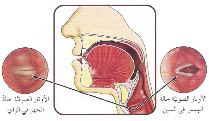 تستطيعُ معاينةَ فتحِ وانغلاق الأوتار الصوتية بنَفْسِك عن طريقِ إغلاق أُذُنَيكَ عند النُّطق بالحرف: ففي حالةِ حروف الجَهْرِ (الزَّاي مثلًا)، ستَسمَع صوتًا يَتردَّد داخلَ رأسك، وهو الصوتُ الناتج عن اهتزازِ الأوتار الصوتية. أما في حالةِ حروفِ الهَمْسِ (السِّين مثلًا): فإنك لن تَسمَعَ هذا الصوتَ.