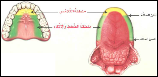 وهذه الصفةُ مرتبطةٌ بالأداء الصحيح لمخرج (الضَّادِ)؛ إذ إن مخرجَها - كما تعلَّمْنا - هو حافَةُ اللسانِ والأضراسُ؛ مما يجعل اللسانَ يستطيلُ مِن حافَتِه على الأضراس.